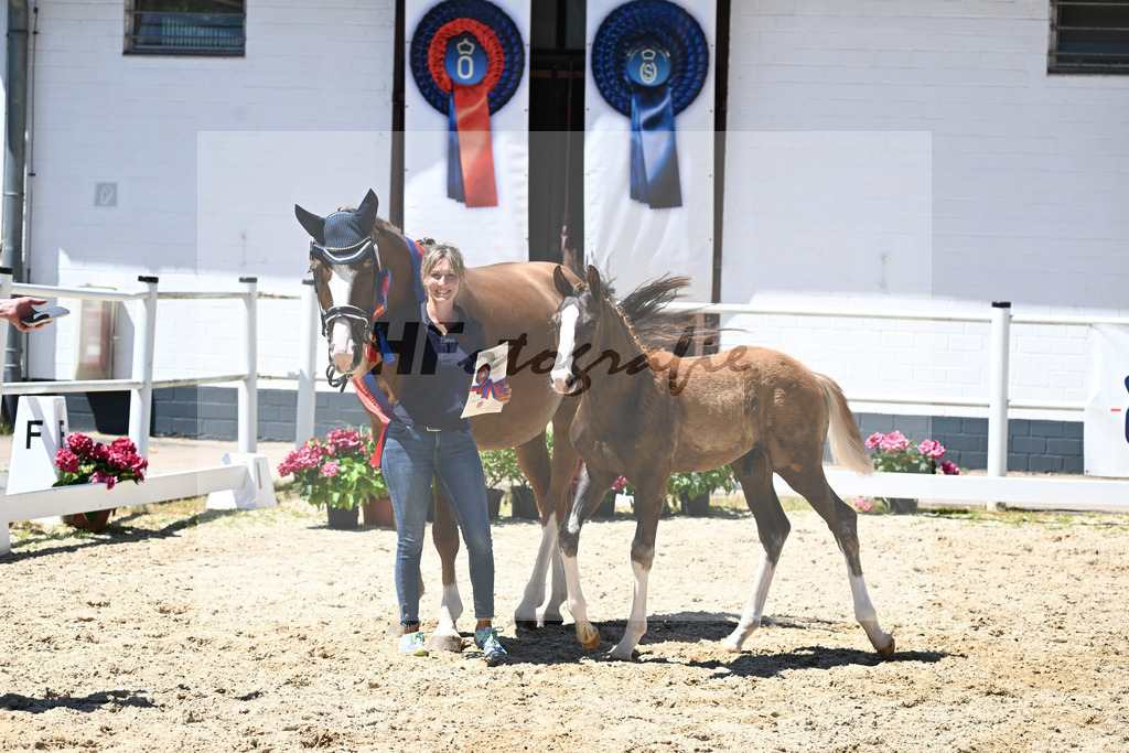 Kat-Nr. 13 Bonds x Don Juan de Hus_HF_Geiling_20251145 | hf-fotografie - Realizzato con Pictrs.com