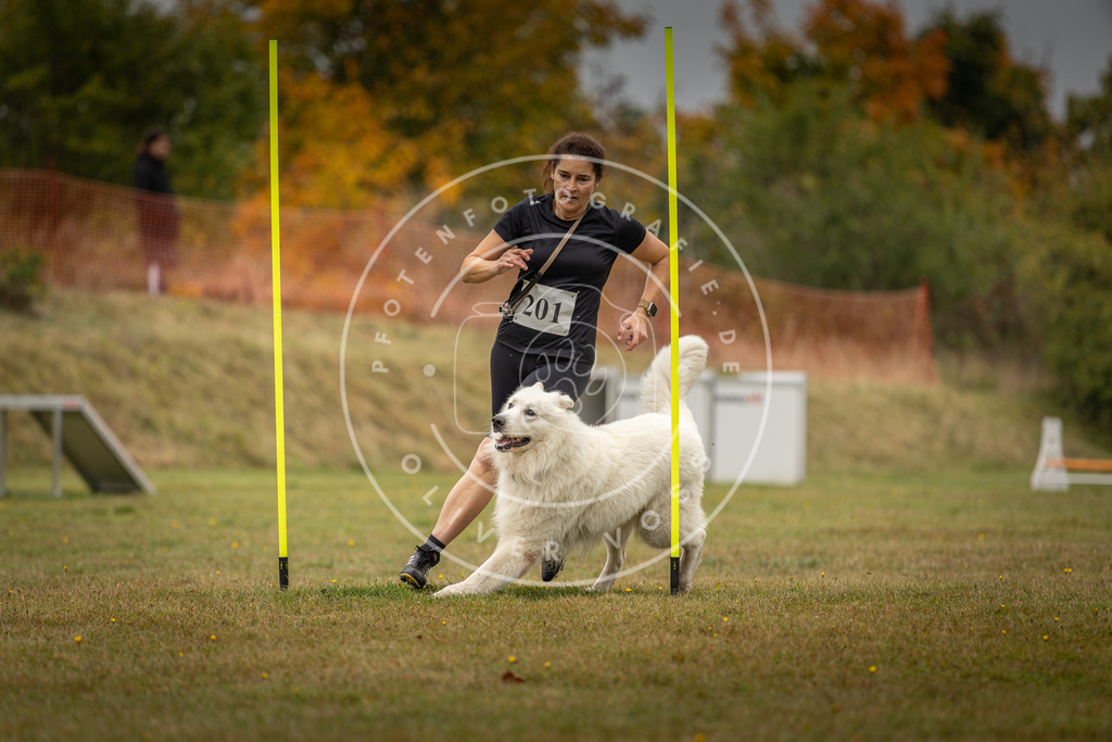 Pfotenfotografie_DV3A1953 | Hundefotografie, Tierfotograf, Pfotenfotografie, Fotoshooting Hund, Hunde Portrait, Hundesport, Hundeportraits, Heideshooting, Hunde, Sportfotograf, Hundefotograf, Turnierhundsport, THS,  - Realisiert mit Pictrs.com