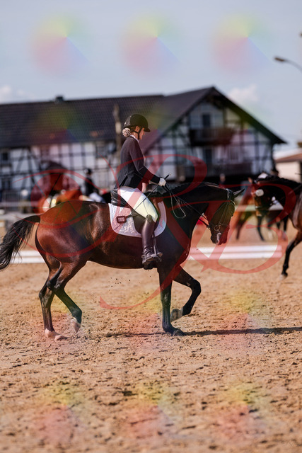 2026_10_03_Siefer-Hof_125511_Z81_43936534 | Professionelle Reitsport-, Turnier- und Eventfotografie von Robert Broda. Galerien mit ausgewählten und bearbeiteten Bildern direkt online ansehen und bestellen.