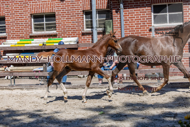 Badbergen DR-85 | mandyhollmannphotographie