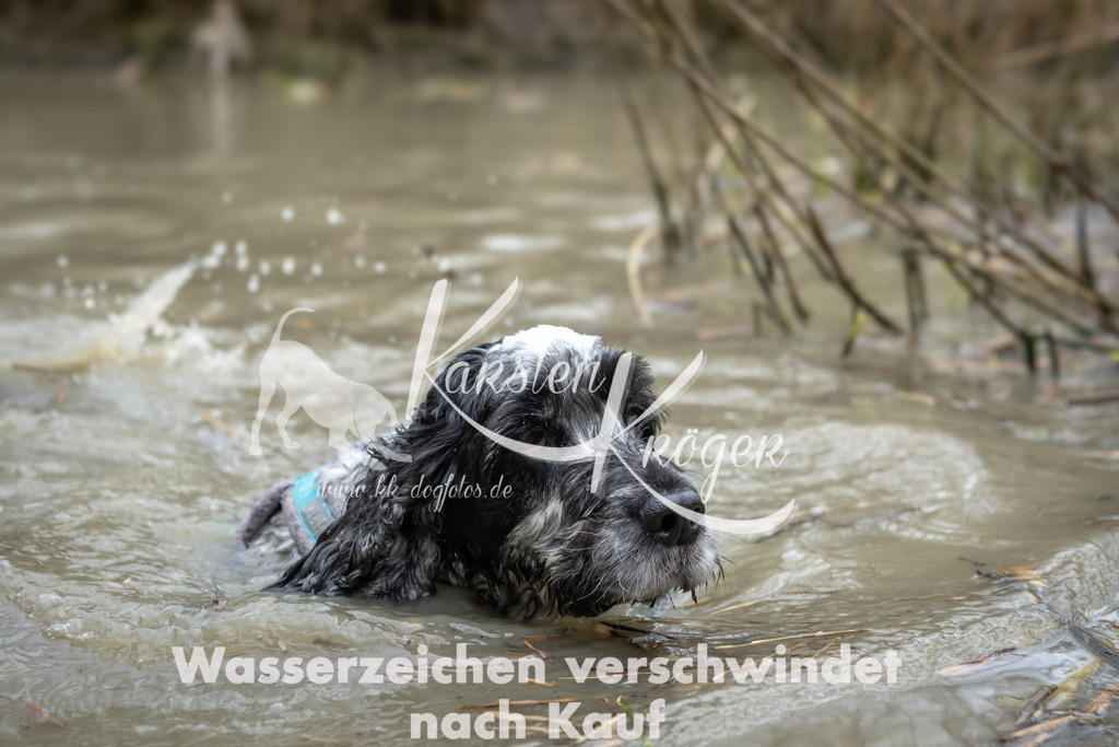 1508_ZZ92148 | kk-dogfotos