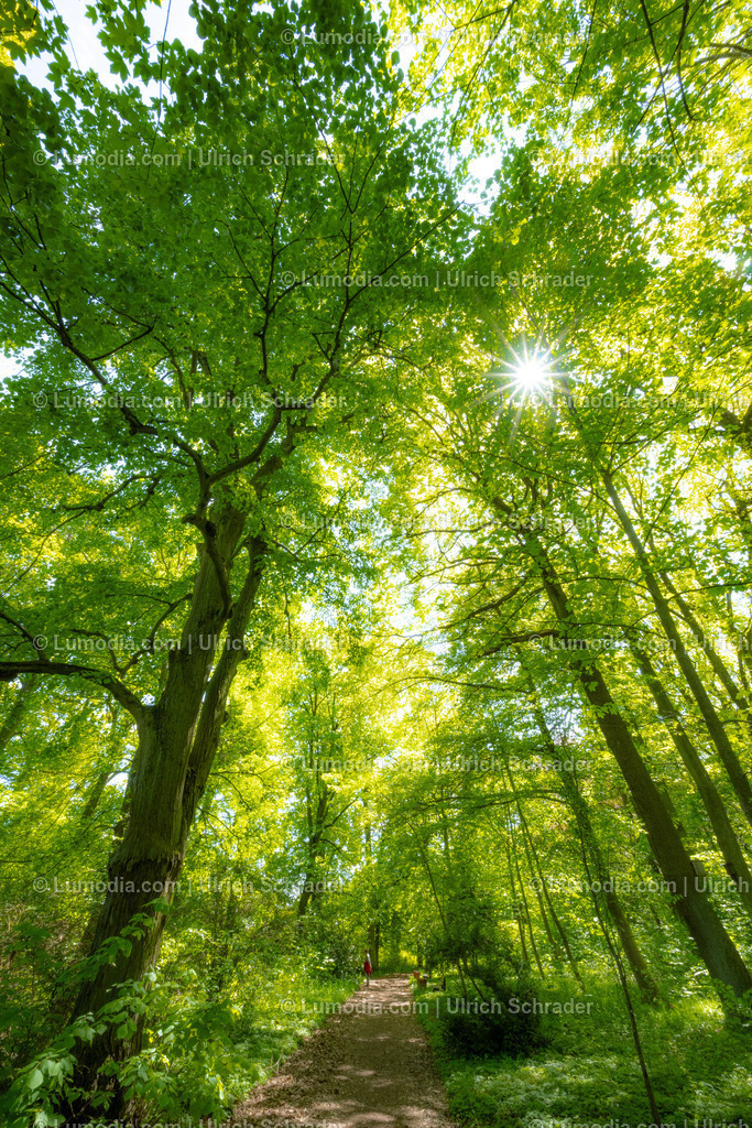 10049-14089 - Landschaftspark Degenershausen | Stockfoto und Bilderpool mit Bildmaterial aus Deutschland, dem Harz, Halberstadt, Quedlinburg, Wernigerode und weltweit. Qualitativ hochwertige und professionelle Fotos anschauen und kaufen. - Realisiert mit Pictrs.com