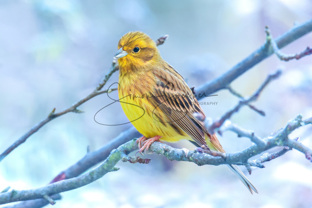 Goldammer | Simone Sperber, svb-photography,Fotografin,Bilddesignerin,Naturfotografie,Macrofotografie,Tierfotografie,Wildtierfotografie,Ausstellungen,Auftragsfotografie,Kunst,Art,Photographer,Shootings,Bildberatbeitung,Galerie,Shop