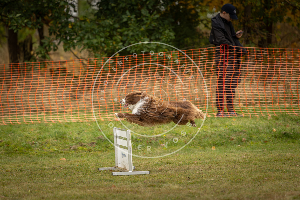 Pfotenfotografie_DV3A5836 | Hundefotografie, Tierfotograf, Pfotenfotografie, Fotoshooting Hund, Hunde Portrait, Hundesport, Hundeportraits, Heideshooting, Hunde, Sportfotograf, Hundefotograf, Turnierhundsport, THS,  - Realisiert mit Pictrs.com