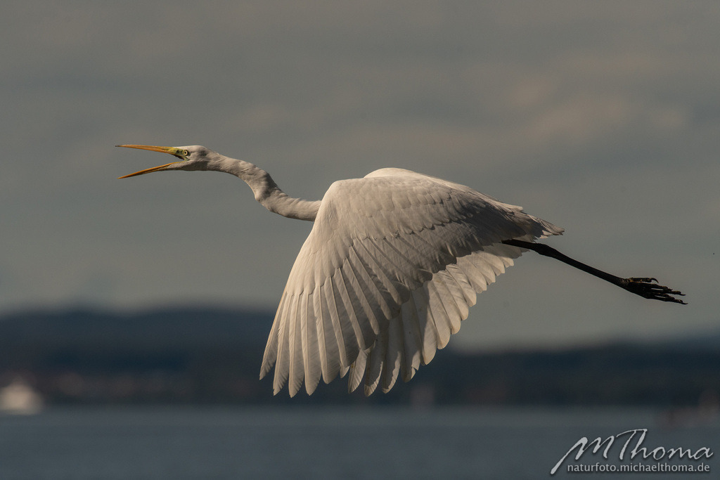 Rufender Silberreiher im Flug | Dies ist der Online-Shop von naturfoto.michaelthoma.de. Ich bin leidenschaftlicher Naturfotograf und fotografiere von der Andromedagalaxie bis zum Zwergtaucher, von der Ameise bis zum Orionnebel alles was mit Natur zu tun hat. Hier kann eine Auswahl meine - Realisiert mit Pictrs.com