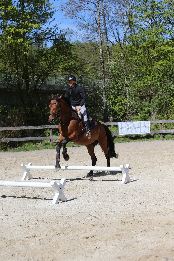 DL2Q3151 | Willkommen bei Brunnmayr - Design & Fotografie – Ihrem Spezialisten für Reitturniere und Pferdeveranstaltungen in Oberösterreich, Salzburg und Bayern! Seit über 17 Jahren sind wir leidenschaftlich dabei.