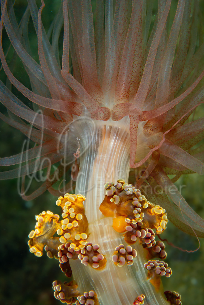 Alicia mirabilis | marpic - Realisiert mit Pictrs.com