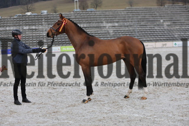Marbach_Winterkörung_2025_KN_04_Keaton II (21) | Alle Fotos der Reiterjournal Fotografin Doris Matthaes im Reiterjournal Online-Fotoshop. - Realisiert mit Pictrs.com
