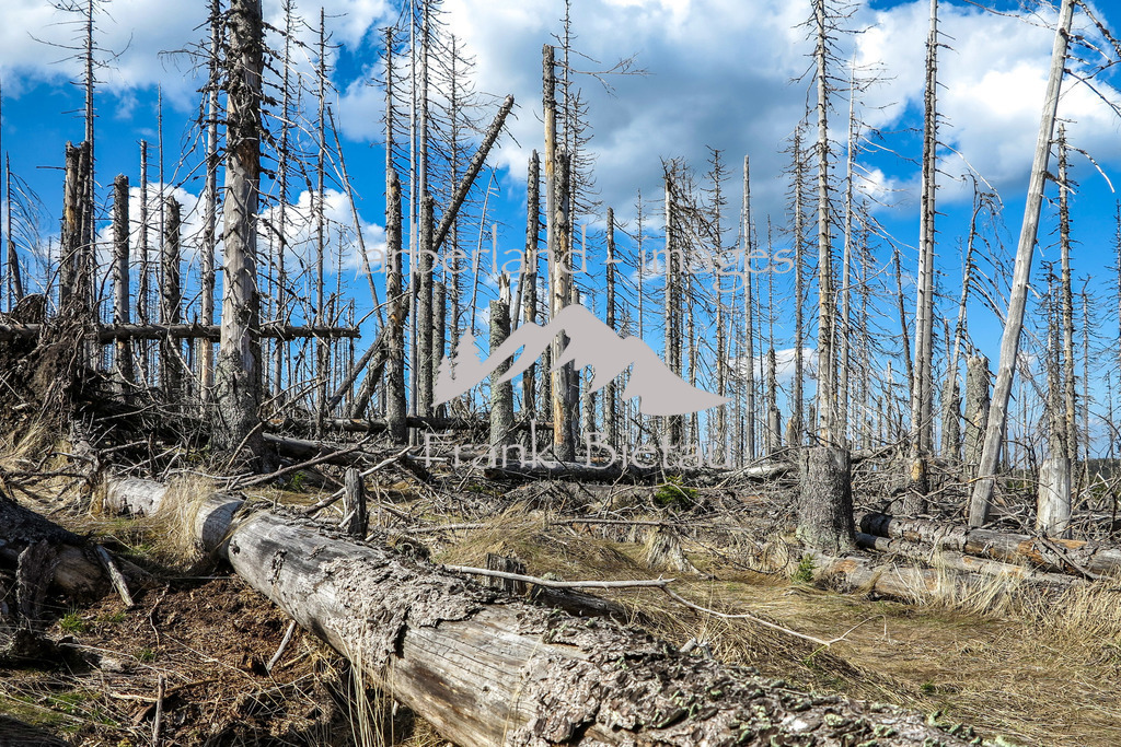 09052016-fb-1995 | Stürme und Borkenkäfer setzen dem Wald zu, ob im Bayerischen oder Böhmerwald, die gleichen Probleme