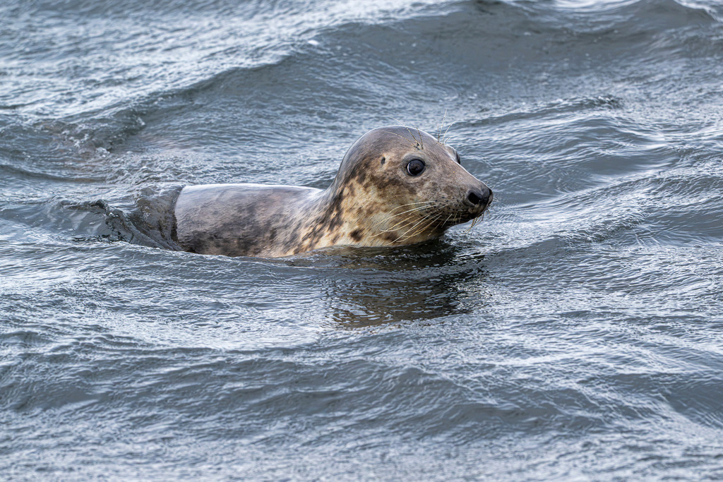 Schwimmende Kegelrobbe vor Texel: Kopf lugt aus den Wellen der Nordsee | Eine Kegelrobbe schwimmt im bewegten Meerwasser vor der niederländischen Insel Texel und streckt ihren Kopf aufmerksam aus den Nordseewellen. Die Nahaufnahme fängt den wachsamen Blick und die glänzenden Augen des Meeressäugers mitten in seinem natürlichen Lebensraum ein. Das Bild eignet sich hervorragend für redaktionelle Berichte über die Tierwelt des Wattenmeers, Artenschutz, marine Ökosysteme, Umweltthemen sowie Nordseetourismus und Naturfotografie in den Niederlanden. - Realisiert mit Pictrs.com