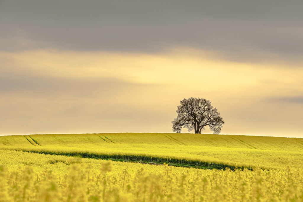 Datei 3 2 | Entdecken Sie hochwertige Fotoprodukte für Ihr Zuhause, Büro oder als besonderes Geschenk.rpixel.de bietet Ihnen exklusive Fotografien aus den Bereichen Natur, Landschaft und Motiven vom Meer.Einfach direkt im Online-Shop bestellen. - Realisiert mit Pictrs.com