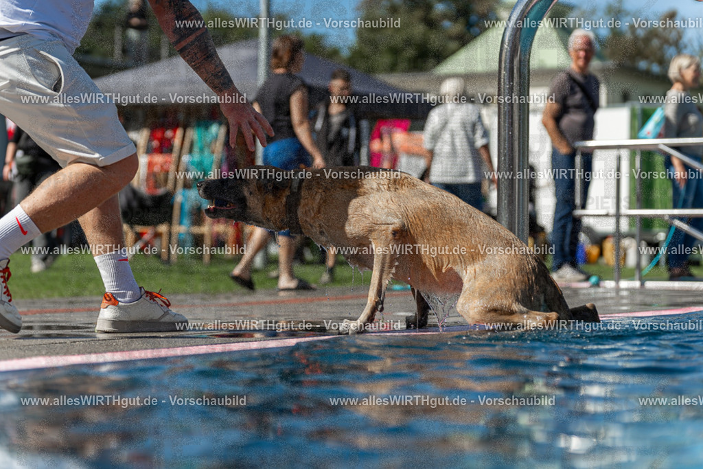 Hundeschwimmen_Volksbad_2026-allesWIRTHgut_Tierfotografie-2609061201-111153-7R500111 | Professionelle Tierfotografie in Mönchengladbach von Daniel Wirth (allesWIRTHgut). Liebevolle & natürliche Bilder von Hunden & Katzen für unvergessliche Erinnerungen.