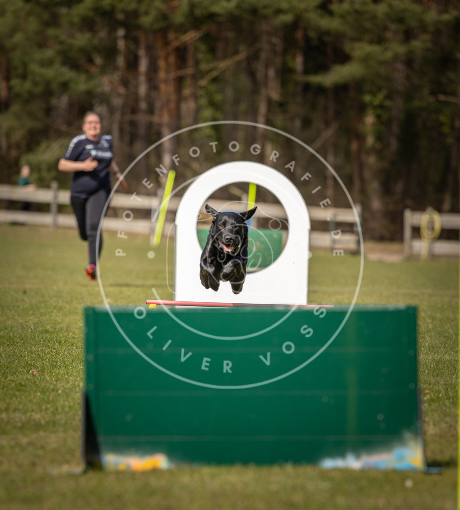 Pfotenfotografie_DV3A0470 | Hundefotografie, Tierfotograf, Pfotenfotografie, Fotoshooting Hund, Hunde Portrait, Hundesport, Hundeportraits, Heideshooting, Hunde, Sportfotograf, Hundefotograf, Turnierhundsport, THS,  - Realisiert mit Pictrs.com