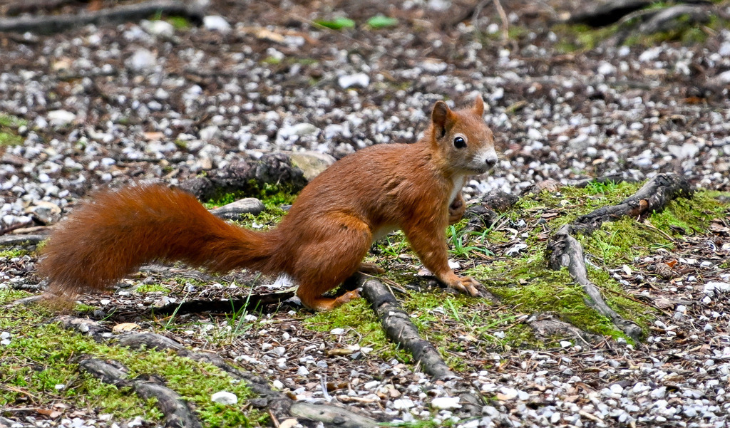 Kleiner Kobold des Waldes: Ein Moment voller Neugier | Ein Herzensbrecher auf Samtpfoten: Mit wachsamem Blick und aufgestellten Ohren verharrt ein niedliches rotes Eichhörnchen auf dem moosigen Waldboden. Sein buschiger, fuchsroter Schwanz schmiegt sich elegant an den Untergrund, während die kleinen Pfoten bereit für den nächsten Sprung sind. Die Aufnahme fängt den magischen, flüchtigen Augenblick purer Lebendigkeit und Unschuld ein. Ein Bild, das dem Betrachter sofort ein Lächeln ins Gesicht zaubert und uns spüren lässt, wie berührend und schützenswert die kleinen Wunder direkt vor unserer Haustür sind. - Realisiert mit Pictrs.com