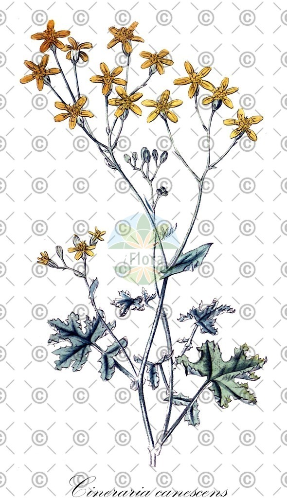 HistAbb_EMP_137707_1_SIMPLE | Historische Abbildung von Cineraria canescens - Asteraceae | Historical Illustration of Cineraria canescens - Asteraceae