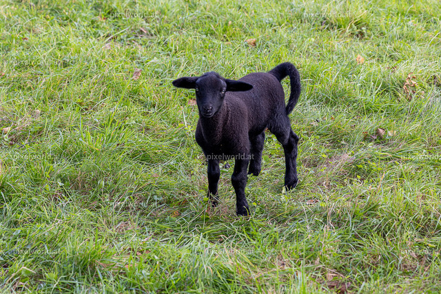 Kulinarischer Herbstreigen am Maltschacher See | Bildershop von pixelworld.at - Realisiert mit Pictrs.com