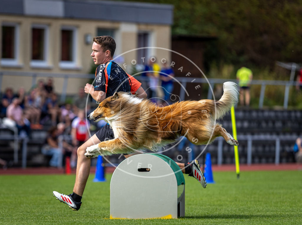 Pfotenfotografie_DV3A1034 | Hundefotografie, Tierfotograf, Pfotenfotografie, Fotoshooting Hund, Hunde Portrait, Hundesport, Hundeportraits, Heideshooting, Hunde, Sportfotograf, Hundefotograf, Turnierhundsport, THS,  - Realisiert mit Pictrs.com