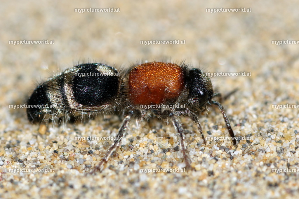 Dasylabris maura-006 | Das Bilderarchiv über Tiere, Planzen und Landschaften. In der Bilddatenbank finden Sie ein große Auswahl an hochwertigen Bilder für Ihre Werbung - Realisiert mit Pictrs.com
