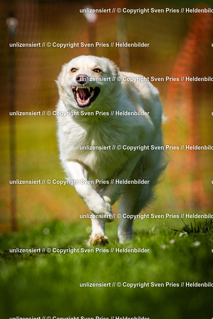 Sven Pries | 2025-04-13 - Hunderennen Baden-Baden - Realisiert mit Pictrs.com