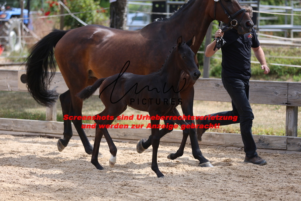 Fohlenschau_Schwäbisch_Hall_dressurbetonte_Fohlen_KN 52_11 | lmwpictures - Realisiert mit Pictrs.com