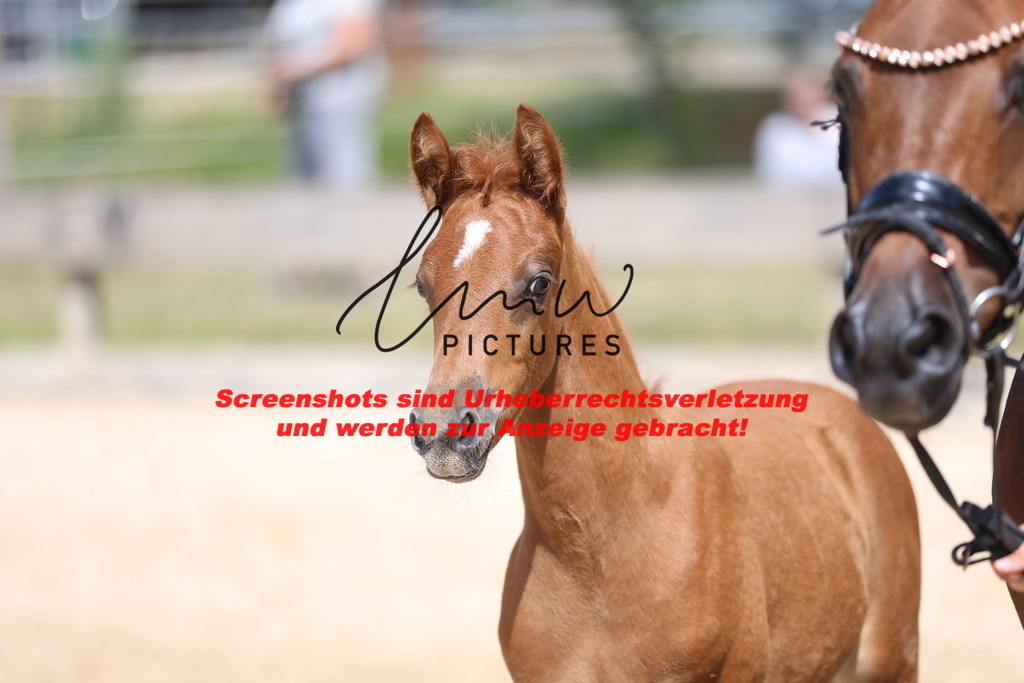 Fohlenschau_Schwäbisch_Hall_Ponys_KN 42_11 | lmwpictures - Realisiert mit Pictrs.com