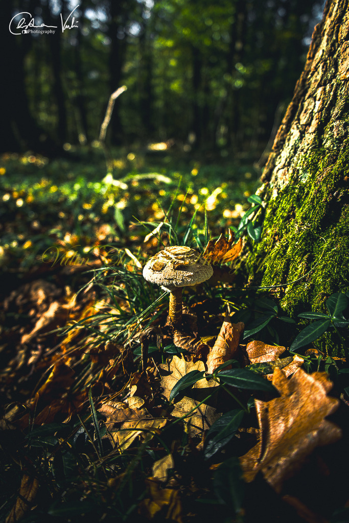 WD 4 | Christian Vulin  - Realisiert mit Pictrs.com