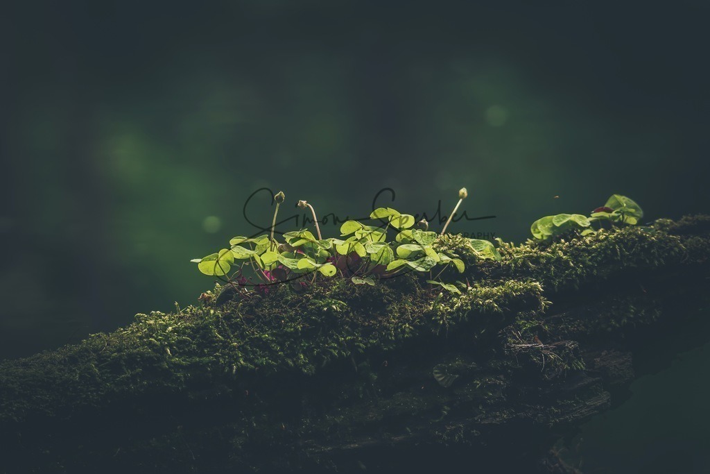 Kleeblätter | Simone Sperber, svb-photography,Fotografin,Bilddesignerin,Naturfotografie,Macrofotografie,Tierfotografie,Wildtierfotografie,Ausstellungen,Auftragsfotografie,Kunst,Art,Photographer,Shootings,Bildberatbeitung,Galerie,Shop