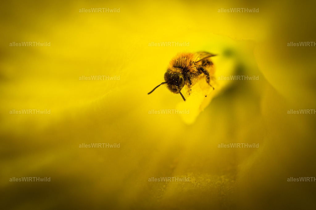 Bee Happy | Entdecke die faszinierende Welt der Natur- und Wildlife-Fotografie von Daniel und Bärbel. Inspirierende Bilder von wilden Tieren und kleinen Naturwundern.