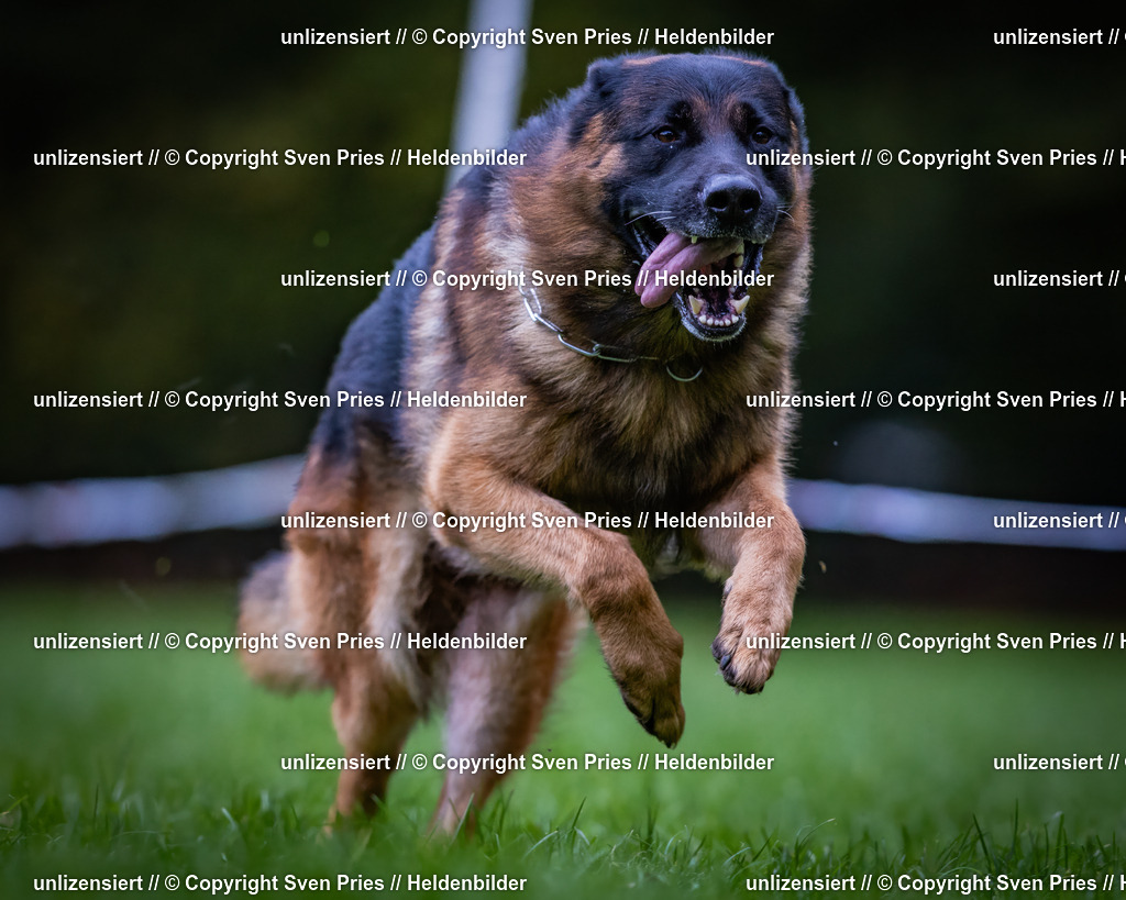 Sven Pries | 2024-10-19 - Hunderennen Ober-Grombach - Realisiert mit Pictrs.com