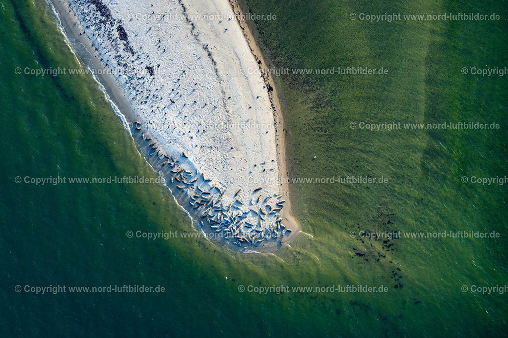 Sylt_List_Robben_Uthörn_Spitze_ELS_7256130825 | LIST 13.08.2025 Sandstrand- Landschaft des Uthörn mit einer Herde von Seehunden entlang des Küsten- Verlaufes der Nordsee in List auf der Insel Sylt im Bundesland Schleswig-Holstein, Deutschland. Weiterführende Informationen bei: Sylt Marketing GmbH. // Sandy beach landscape of the Uthoern with a herd of seals along the coast of the North Sea in List on the island of Sylt in the state Schleswig-Holstein, Germany. Further information at: Sylt Marketing GmbH. Foto: Martin Elsen