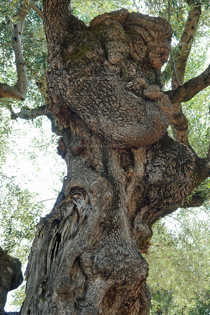 Stories of the Ancient Olive Trees | Ancient Olive Trees