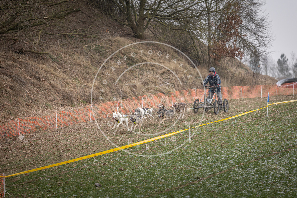 Pfotenfotografie_DV3A6453 | Hundefotografie, Tierfotograf, Pfotenfotografie, Fotoshooting Hund, Hunde Portrait, Hundesport, Hundeportraits, Heideshooting, Hunde, Sportfotograf, Hundefotograf, Turnierhundsport, THS,  - Realisiert mit Pictrs.com