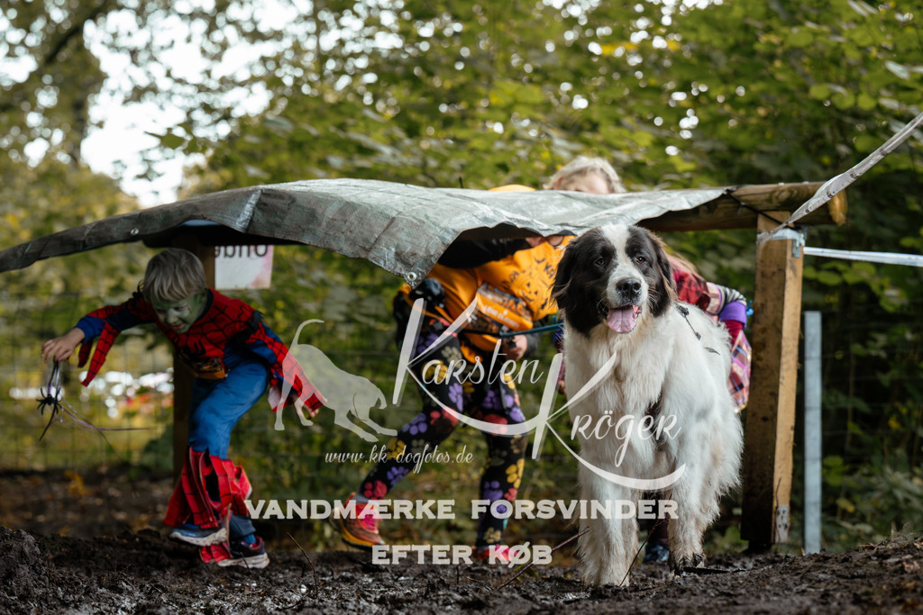 1436DZ6_3133Z6 | kk-dogfotos