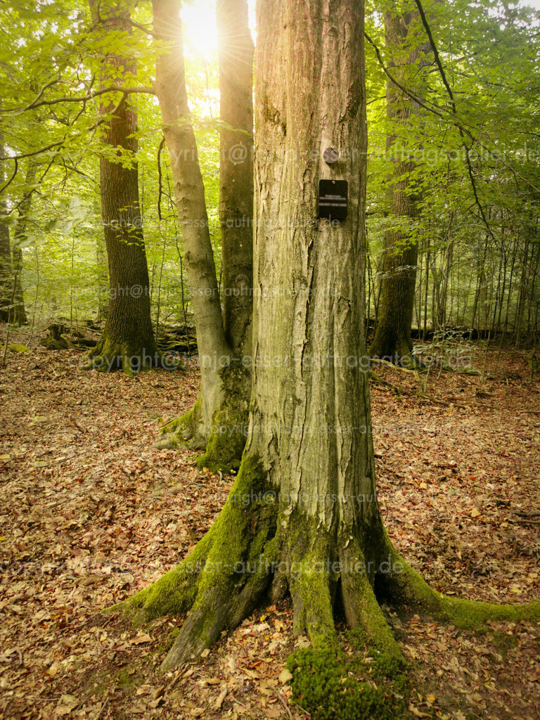Friedwald 4 D | Lichtschein trifft auf Bäume in einem Friedwald. An einem Baum erkennt man die Namenstafeln von den beerdigten Menschen im Baumgrab. Lichtdurchfluteter Ort des Gedenkens.