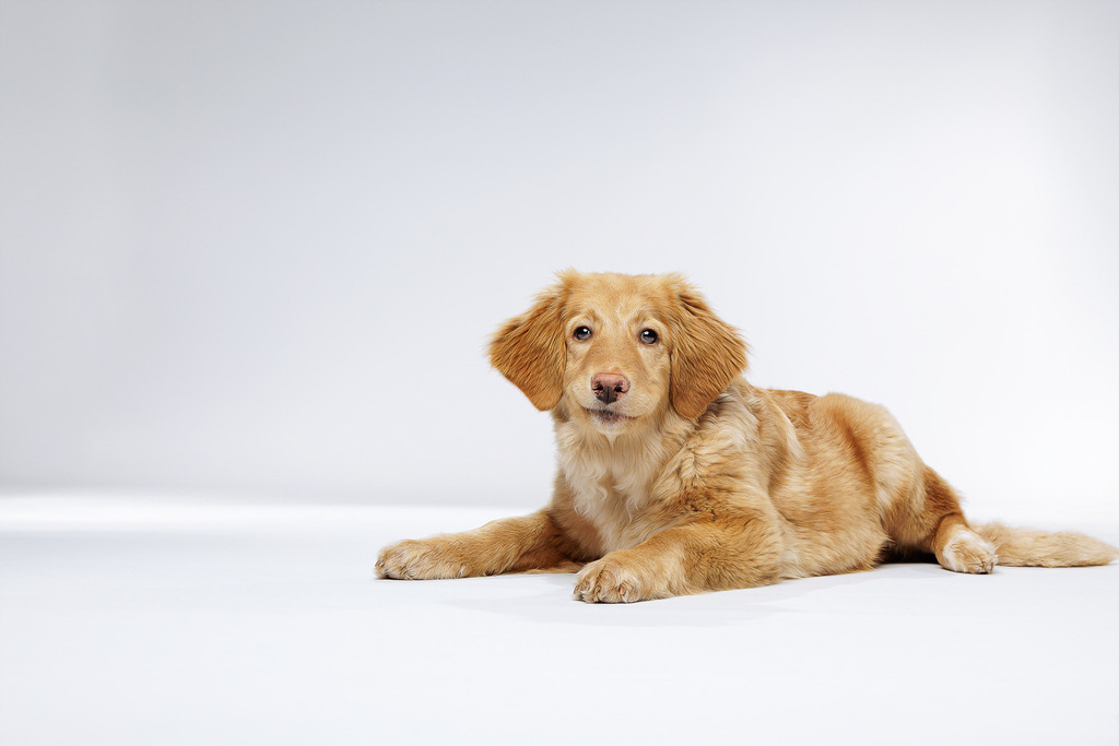 Welpen Hundeshooting | Welpen Fotografie und Hundeshooting, Bremen Blumenthal und um zu.