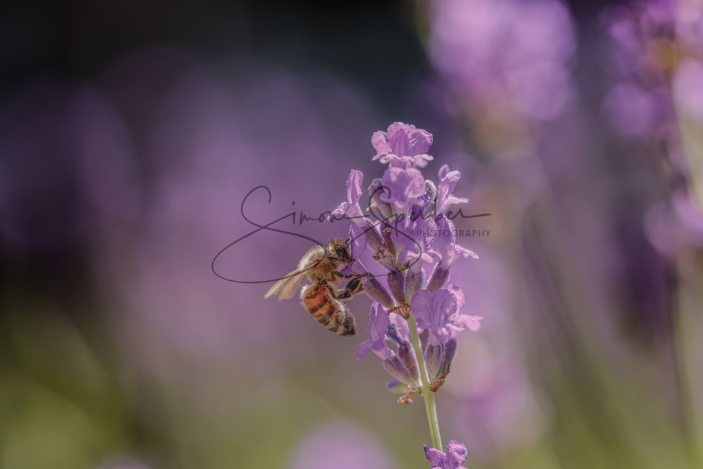Biene auf Lavendel | Simone Sperber, svb-photography,Fotografin,Bilddesignerin,Naturfotografie,Macrofotografie,Tierfotografie,Wildtierfotografie,Ausstellungen,Auftragsfotografie,Kunst,Art,Photographer,Shootings,Bildberatbeitung,Galerie,Shop