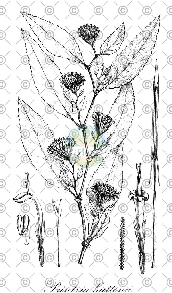 HistAbb_wfo-0001170943_1_ENZY_Simple | Historische Abbildung von Printzia huttonii - Asteraceae | Historical Illustration of Printzia huttonii - Asteraceae