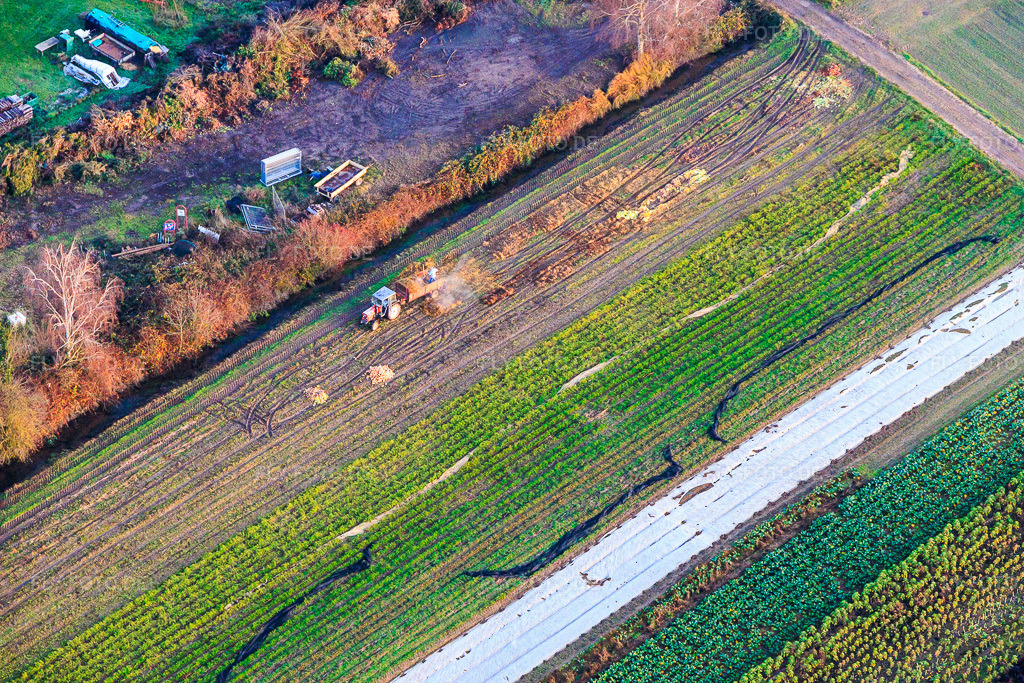 Luftbild: Rübenernte mit Traktor in Zeiskam im Bundesland Rheinland-Pfalz in Deutschland. Foto: IMG_152111.jpg vom 12.12.2025 durch Werner Riehm/FLY-FOTO.de