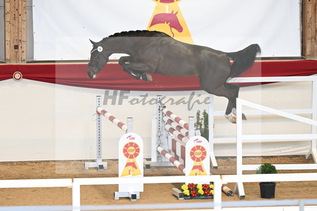 Kat.-Nr. 14 v. Cornet_s Balou (Balou du Reventon Z)_Keitel und Laue_3261547 | hf-fotografie - Realisiert mit Pictrs.com