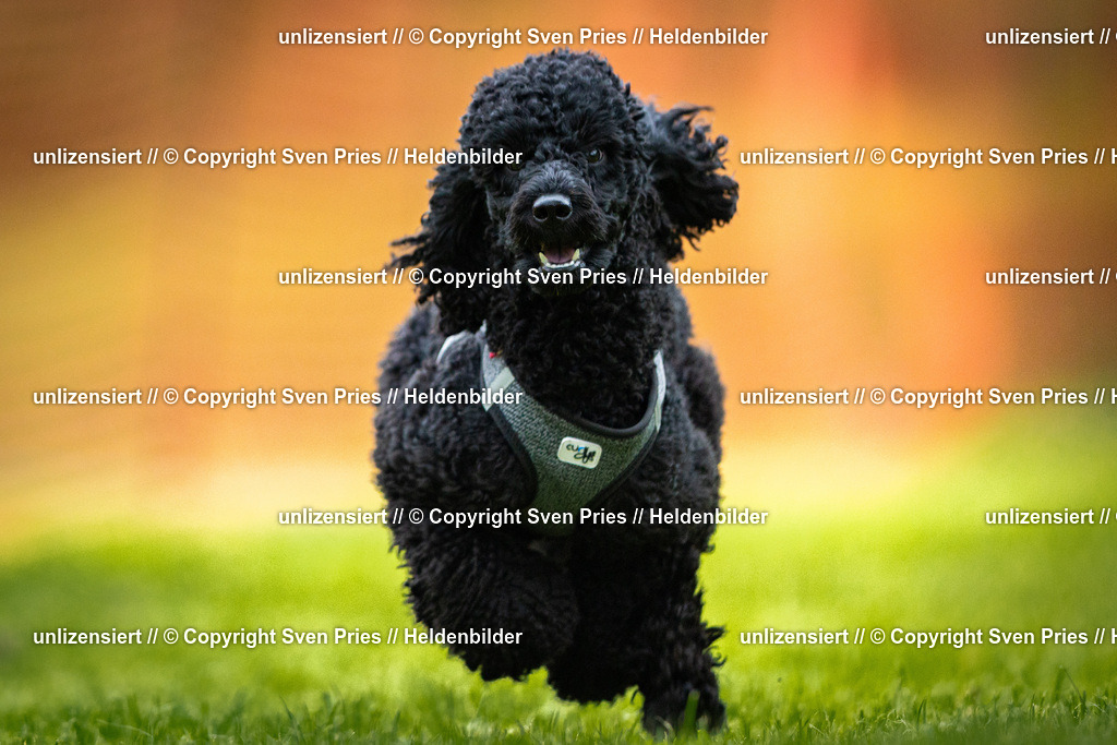 Sven Pries | 2025-09-21 - Hunderennen Baden-Oos - Realisiert mit Pictrs.com