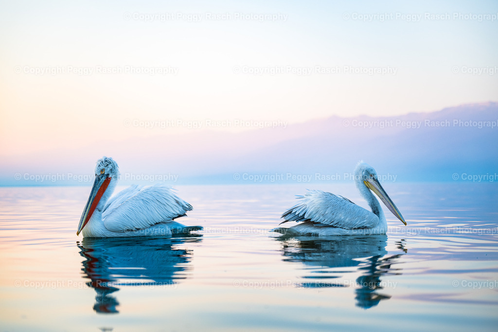 Pelikane (44) | PeggyRaschPhotography - Realisiert mit Pictrs.com