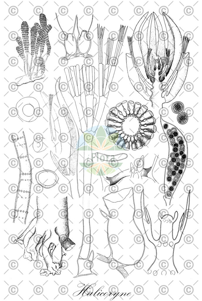 HistAbb_7P56C_2_ENZY_Simple | Historische Abbildung von Halicoryne - Dasycladaceae (0) | Historical Illustration of Halicoryne - Dasycladaceae (0)