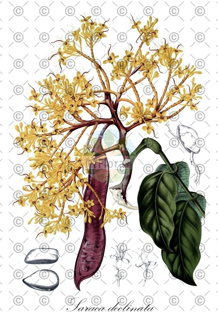 HistAbb_wfo-0000524554_1_ENZY_Simple | Historische Abbildung von Saraca declinata - Fabaceae | Historical Illustration of Saraca declinata - Fabaceae