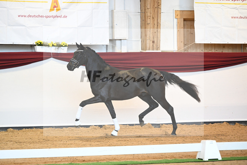 Kat-Nr. 6 v. Bohemian_Albert_66221539 | hf-fotografie - Realisiert mit Pictrs.com