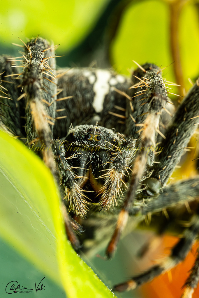 ULMA 58 | Christian Vulin  - Realisiert mit Pictrs.com