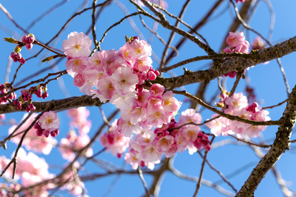 Wandbild: Kirschblüte in Kappeln | Natürliche Ruhe für eine entspannte Umgebung: Dieses Wandbild mit Kirschblüten vor blauem Himmel schafft eine sanfte, positive Atmosphäre – perfekt für Wartezimmer, Behandlungsräume oder Empfangsbereiche. Die frischen Farben und das elegante Blütenmotiv fördern das Wohlbefinden und bringen eine beruhigende, harmonische Stimmung in medizinische Einrichtungen. Ein idealer Blickfang, der Patienten Gelassenheit vermittelt. - Realisiert mit Pictrs.com