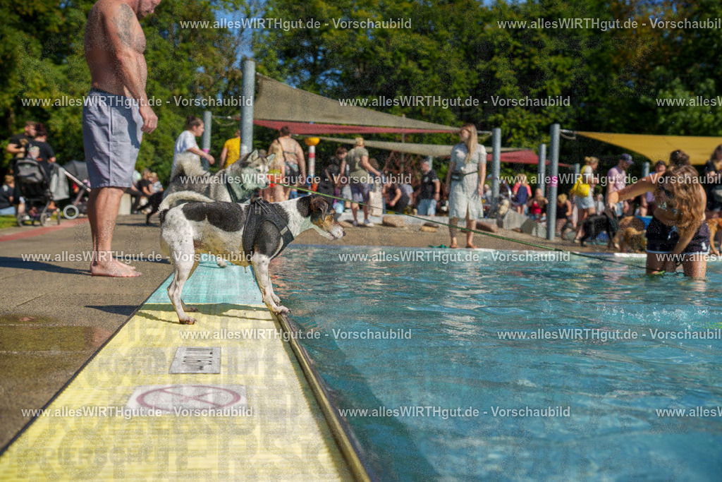 allesWIRTHgut Tierfotografie - allesWIRTHgut.de - 7IV08334 | Professionelle Tierfotografie in Mönchengladbach von Daniel Wirth (allesWIRTHgut). Liebevolle & natürliche Bilder von Hunden & Katzen für unvergessliche Erinnerungen.