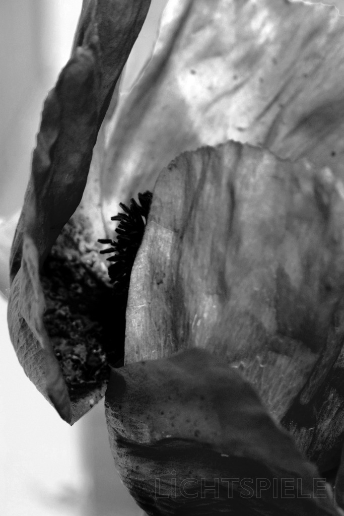 Mohnblüte | Mohnblüte - Realisiert mit Pictrs.com