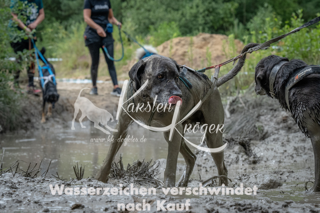 1103_ZZ91643 | kk-dogfotos