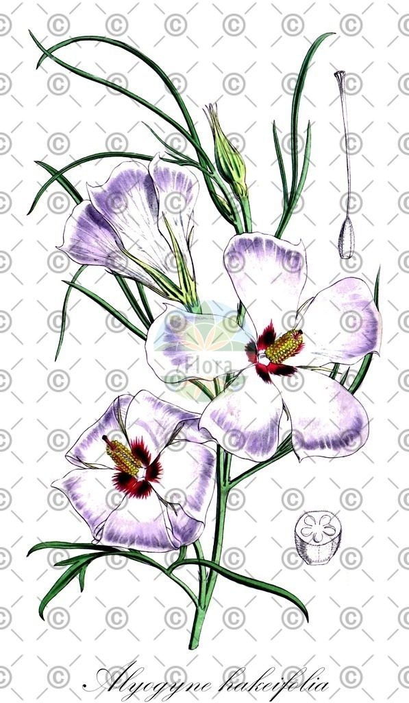 HistAbb_wfo-0000529124_1_ENZY_Simple | Historische Abbildung von Alyogyne hakeifolia - Malvaceae | Historical Illustration of Alyogyne hakeifolia - Malvaceae